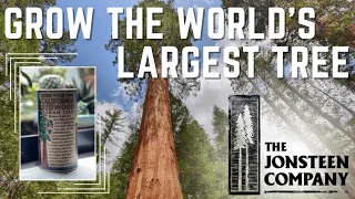 I'm Growing The Largest Tree In The World 🌲 | Giant Sequoia | The Jonsteen Company