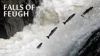 Amazing salmon jump at the Falls of Feugh - Scotland 2017 - 4K