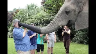 CUte Elephant  - Funny Elephants Trolling Human Compilation