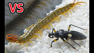 當刺客蟲遇到蜈蚣！誰更厲害？Assassin bug VS Centipede
