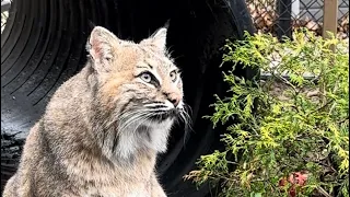 Hanging out with Meemie bobcat