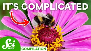 Why Insects & Plants Have a Complicated Relationship