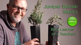 Bonsaify | Juniper Bonsai Basics: Succeeding as a Student or a Teacher!