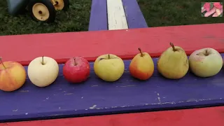 Летние сорта яблонь и груш для Сибири. Сравнительный обзор. Ягодный сад.