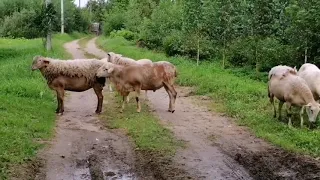 Катумские овцы в Беларуси - обзорное видео нашего хозяйства.