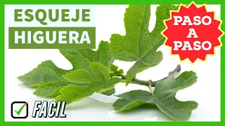 🌿 How to make a FIG TREE CUTTING 👍 EASY and EFFECTIVE - STEP by STEP - How to CUT and PLANT cuttings