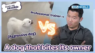 If you bite them, we'll bite you. [Dogs are incredible : EP.173-2] | KBS WORLD TV 230606