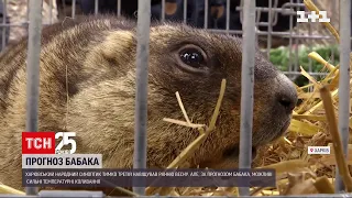 Прогноз від бабака: що навіщував Тимко про весну | ТСН 12:00