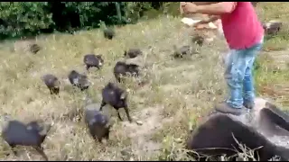 Queixadas atacam Peões de fazenda, será que saíram bem dessa?