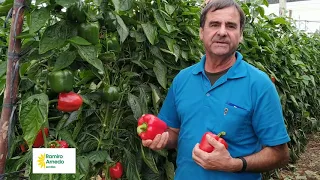 KILOS Y CALIDAD. Experiencias con MENES Y SARIÑENA de 2 agricultores de pimiento- RAMIRO ARNEDO