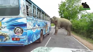 A severe elephant attack on a bus  People fall down in fear     14