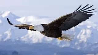 Spirit Animal ~ Eagle ~Native American Music -Niall