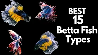 Best 15 Betta Fish Types 🐠 (Beautiful Fish 😍)