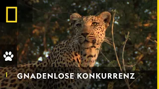 Die größte Gefahr für Leoparden: Paviane! | Big Cat Februar