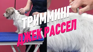 ТРИММИНГ / ЧТО НУЖНО ДЛЯ ТРИММИНГА ? / ДЖЕК РАССЕЛ ТЕРЬЕР / Эпизод МАСТЕР-КЛАССА / GROOM SCHOOL