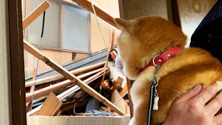 5th day after the earthquake. Shibe is shocked to see his home completely destroyed.