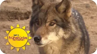 Lebensgefahr Wolf: Was tun bei Wolfsbegegnung? | SAT.1 Frühstücksfernsehen | TV