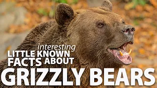 Interesting little known facts about Grizzly Bears