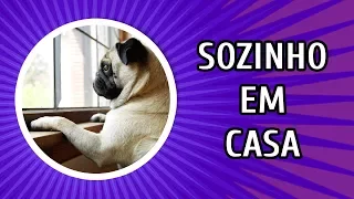 COMO DEIXAR O CACHORRO SOZINHO EM CASA SEM SOFRIMENTO