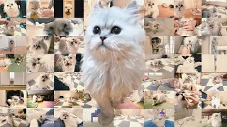 【ペルシャ猫】もちおの冒険、動画投稿100回記念【総集編】