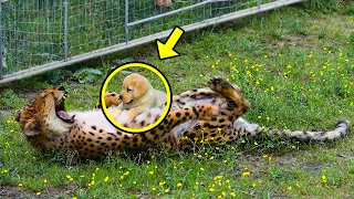 Welpe wird zu hungrigem Geparden geworfen. Was dann geschieht, ist nichts für schwache Nerven!