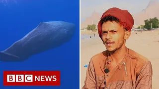 'We found an $1.5m ambergris fortune in a sperm whale's belly' - BBC News