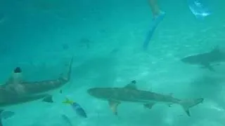 Palau Guides Feeding Blacktip Reef Sharks for Snorkelers