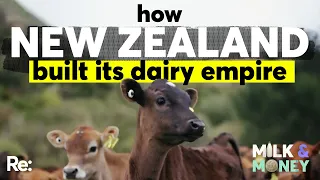 How New Zealand built its dairy empire on billions of dollars of debt  | Milk and Money | Episode 1