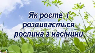 Як росте і розвивається рослина з насінини   #ЯДС​​ #природа3клас