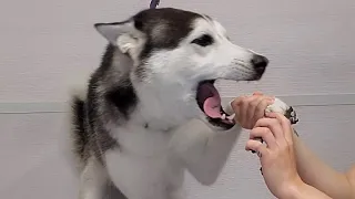 Screaming Husky dog tells off the groomer