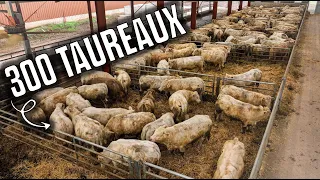 🐄 300 TAUREAUX dans cette FERME d'ENGRAISSEMENT !🤠