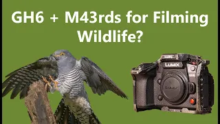 Panasonic Lumix GH6 + Micro Four Thirds for Filming Wildlife?