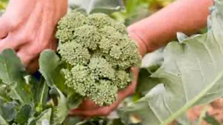 How To Grow Broccoli From Seed To Harvest🥦