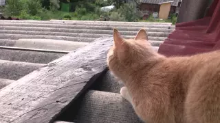 Что происходит когда кошка видит птицу