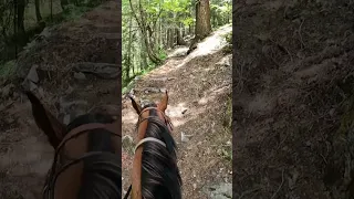 Jazz negotiating the endless steps on a hiking trail in the Marble Mountains