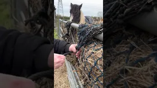 How to tie a horses hay net