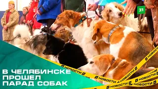Лохматые годы войны. В Челябинске в честь Дня Победы прошел парад собак
