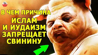 МЯСО КОТОРОЕ ПРИНОСИТ БОЛЕЗНИ! МУСУЛЬМАНСКИЕ И ИУДЕЙСКИЕ УЧЕНЫЕ ГОВОРЯТ О ВРЕДЕ СВИНИНЫ!