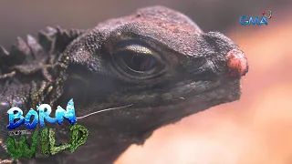 Born to be Wild: Rescuing a sailfin lizard from captivity