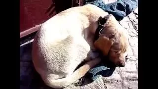 Прикол. Как храпит собака joke. As snoring dog (Лабрадор)