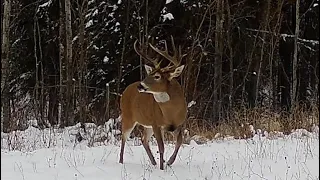 Alberta Whitetails in the Rut!