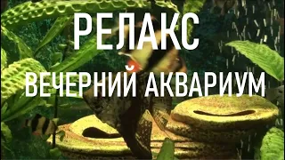 ВЕЧЕРНИЙ АКВАРИУМ. РЕЛАКС | EVENING AQUARIUM. RELAX