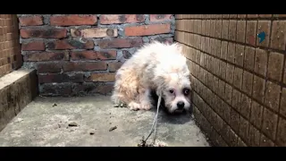 Homeless dog rescue video and help a stray dog back to the world again