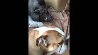 Pig tells off Bulldog