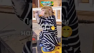 Многа спала, многа ела 🍌 #monkey #rek #прикол #а4 #обезьяна #brother #юмор #майнкрафт #funny