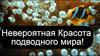 ♫ Релакс! Сказочное Великолепие подводного мира! Нежная музыка для расслабления и снятия усталости