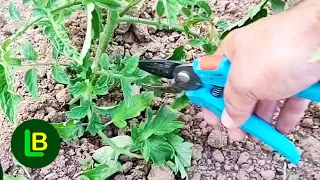 Remove these leaves on tomatoes and fruits will double in size