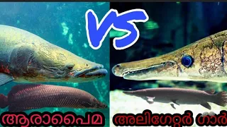 Arapaima vs Alligator gar comparison video.