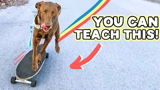 EASY DOG SKATEBOARDING TIPS 🐶 Literally anyone can train this way!!!