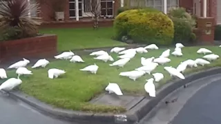 Australia Wild White Cockatoos,